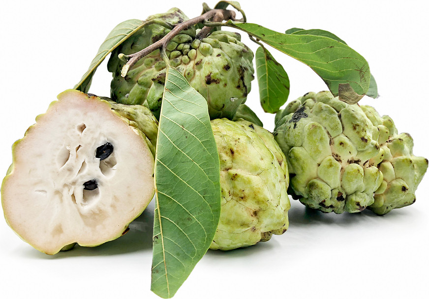 custard apple tree