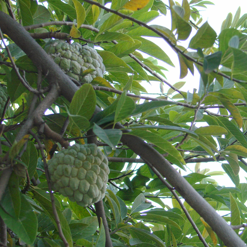custard apple tree