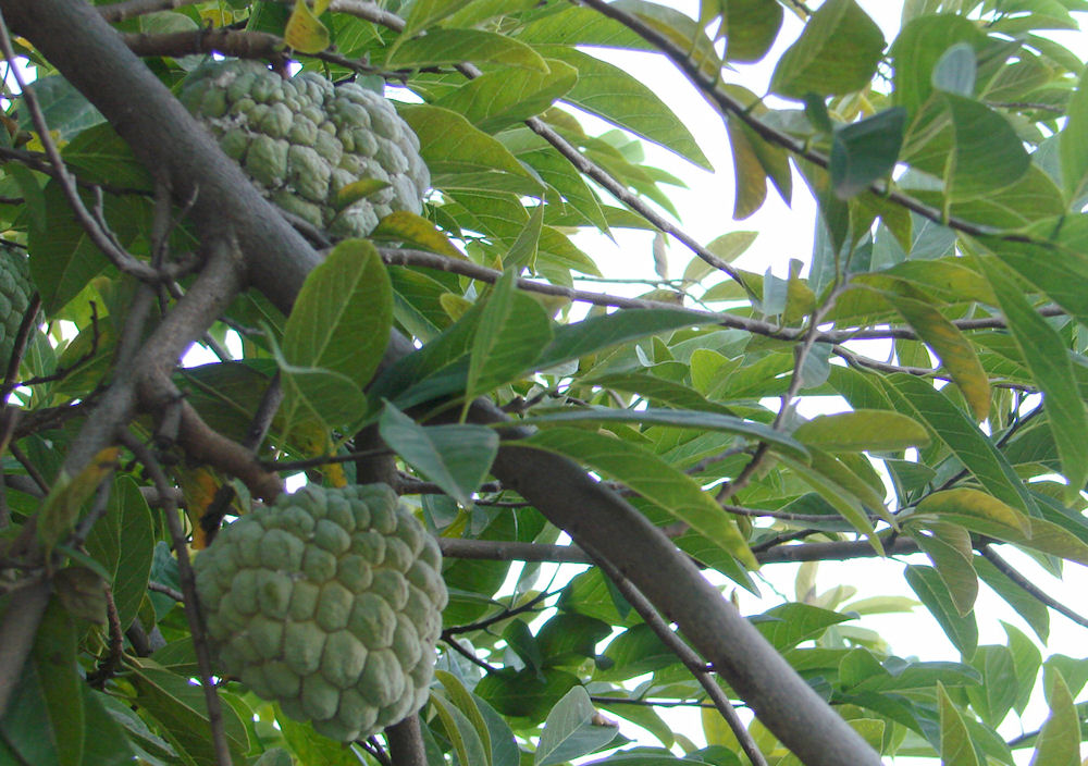 custard apple tree
