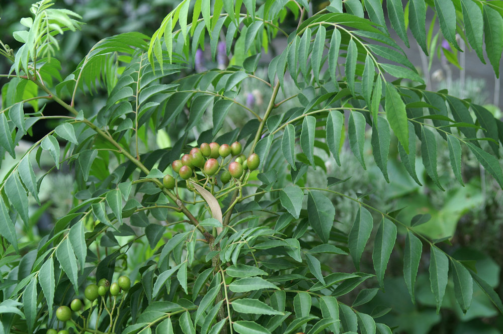 curry leaf tree