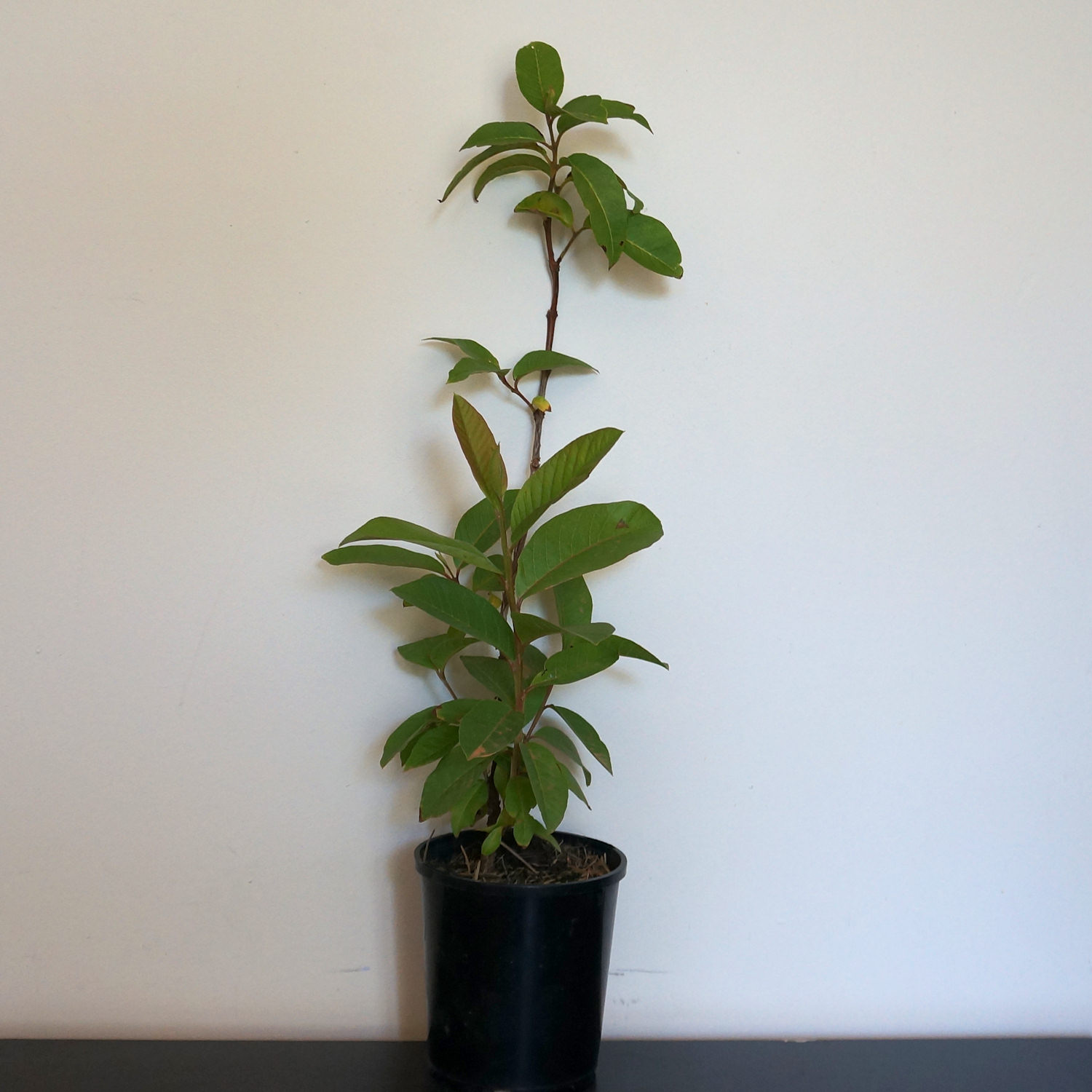 guava plant