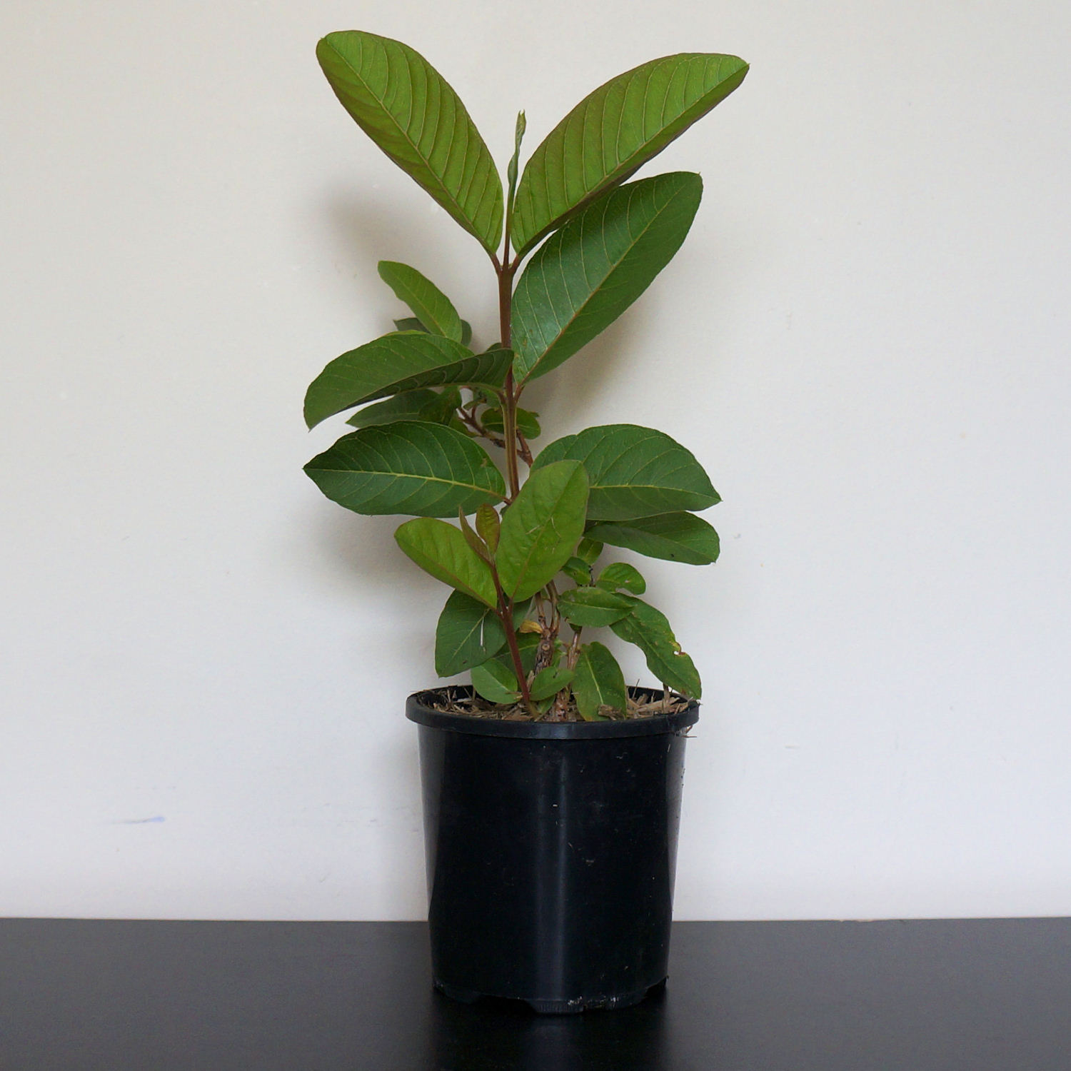 guava plant