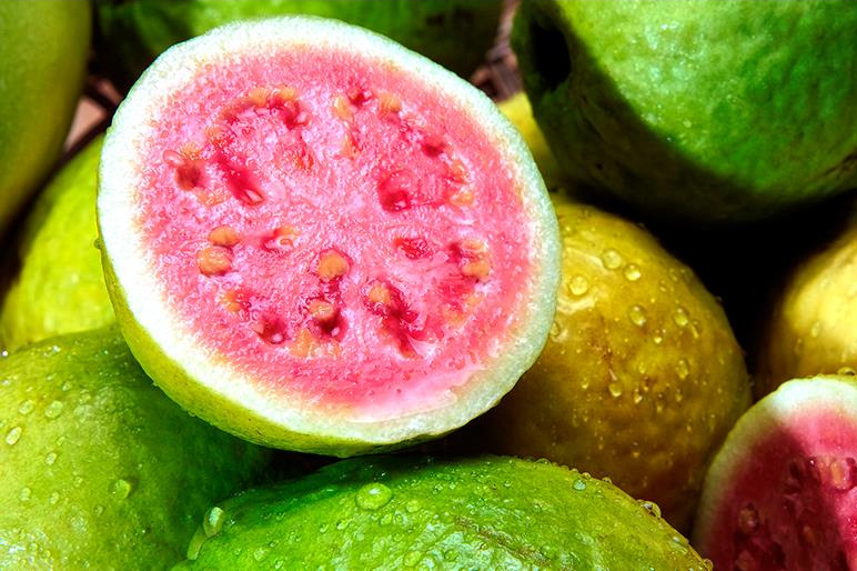 guava plant