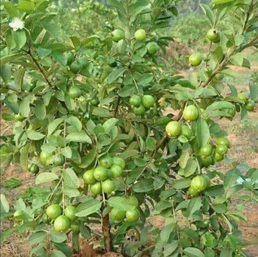 guava plant