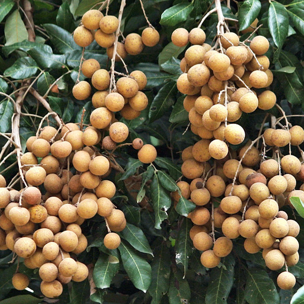 longan plant