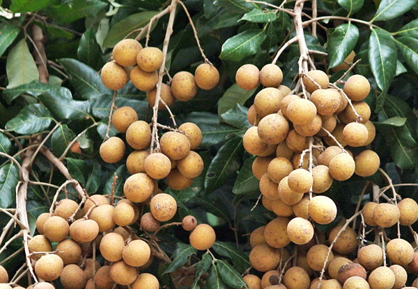 longan plant