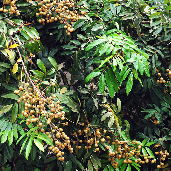longan plant