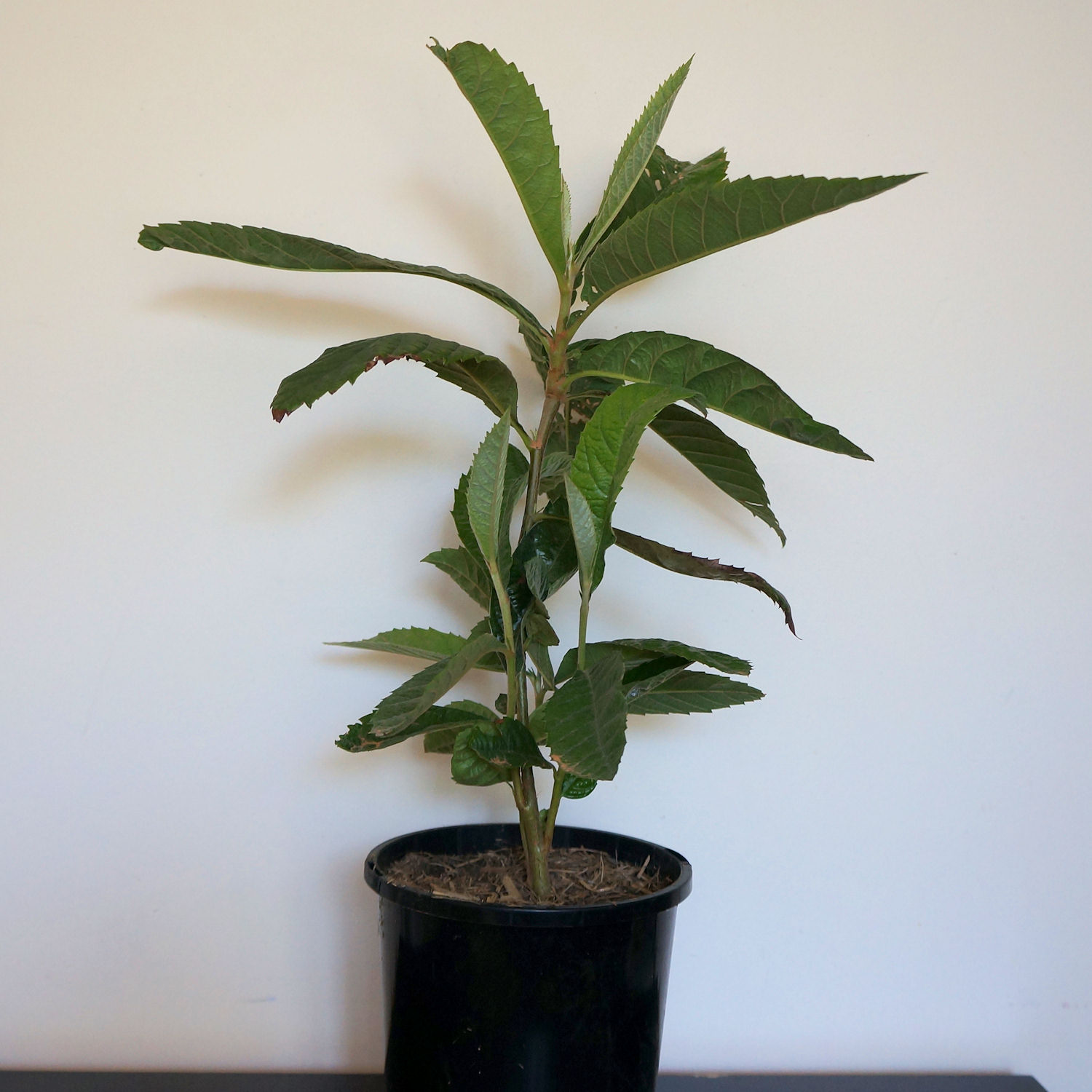 loquat plant