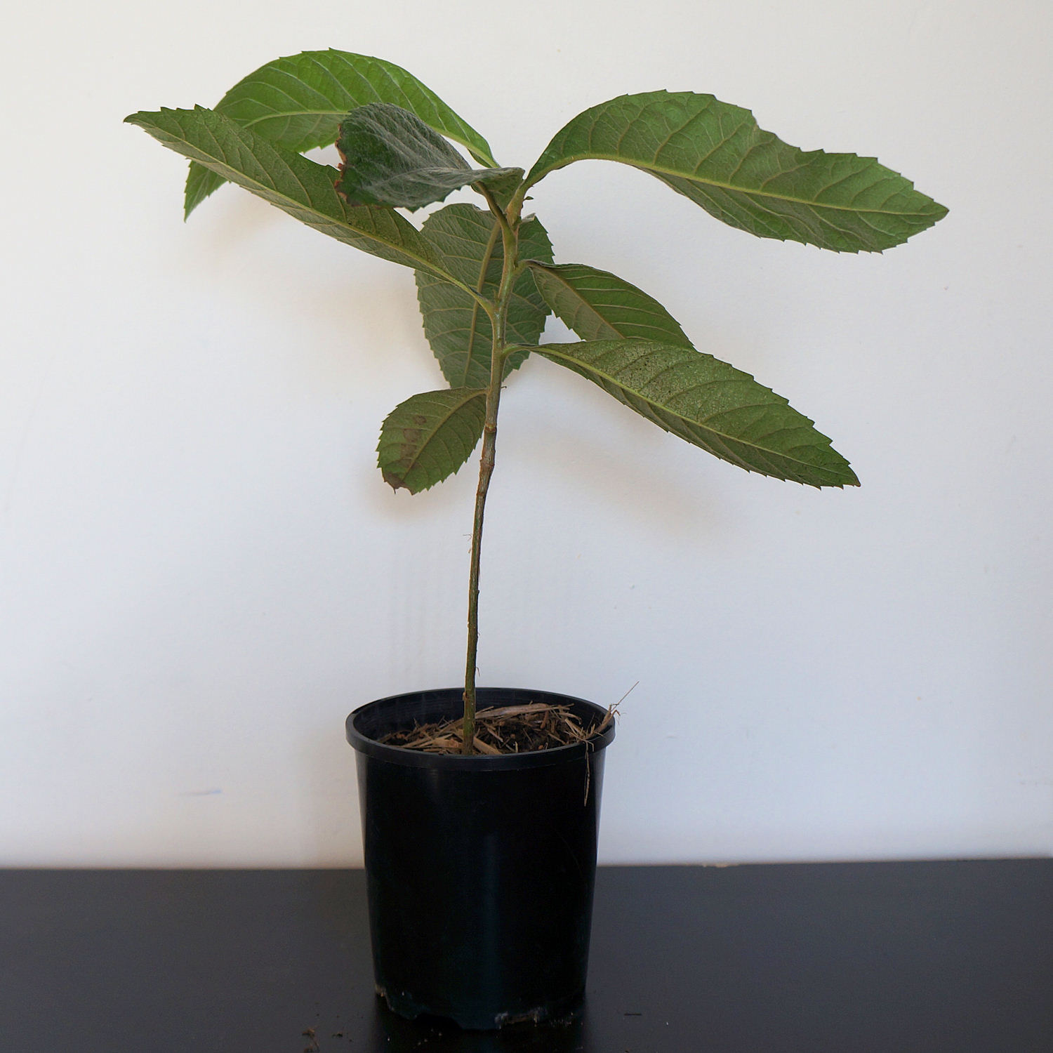 loquat plant