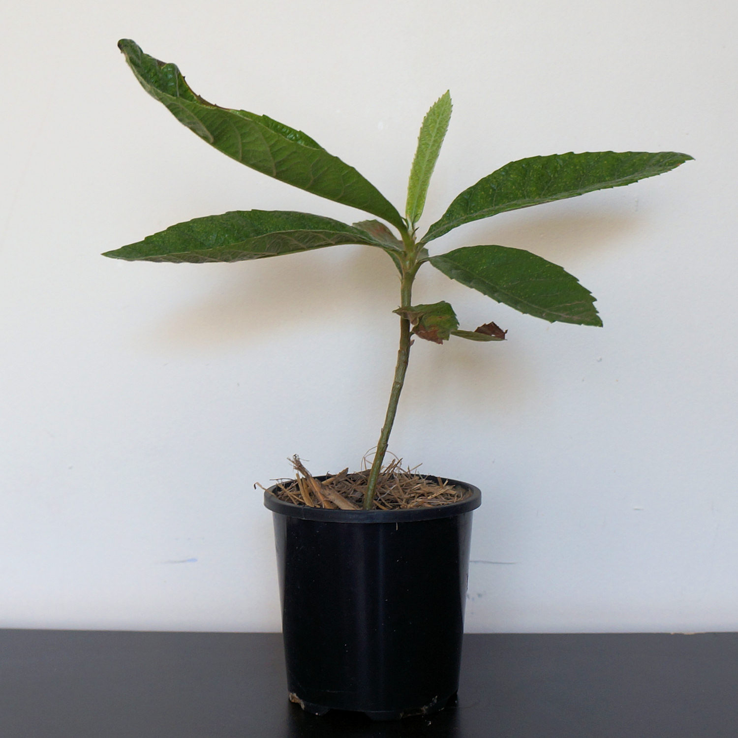 loquat plant