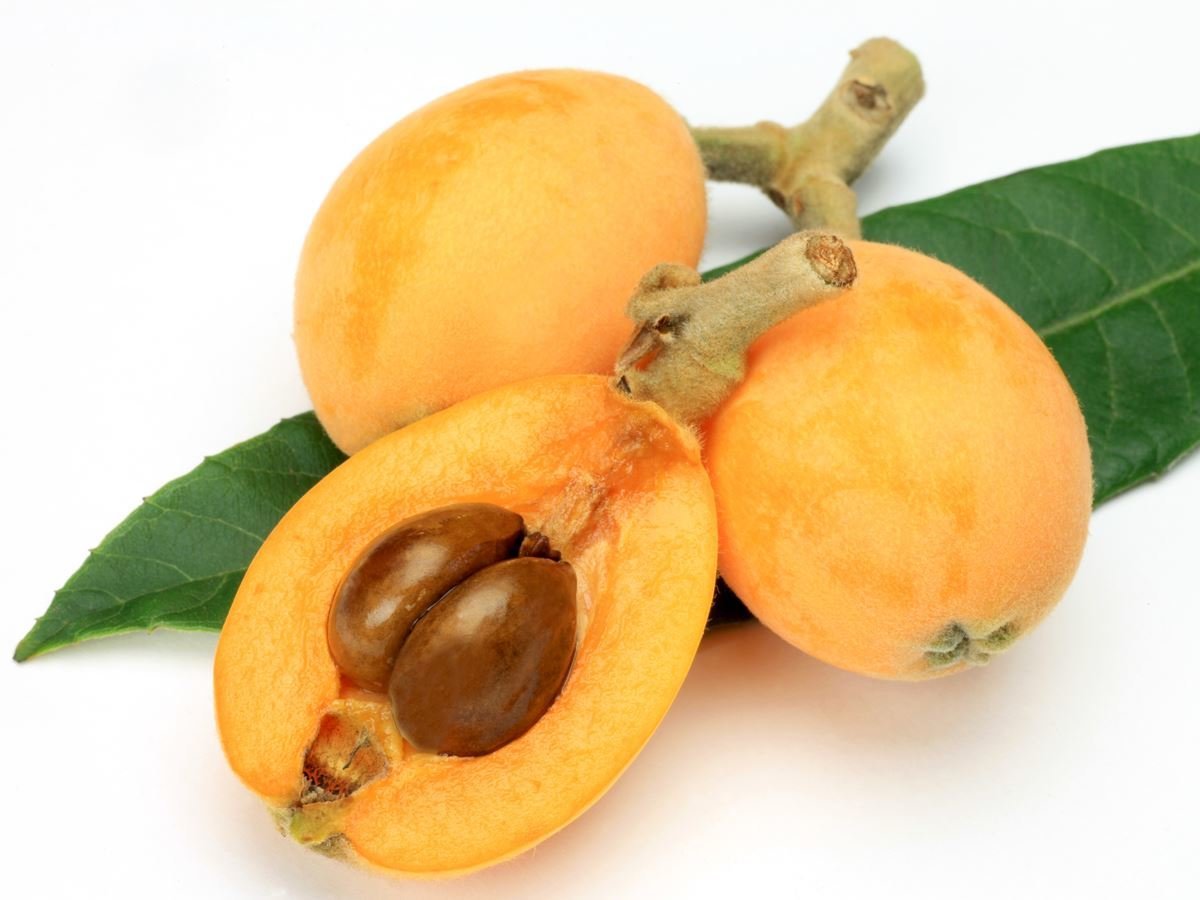 loquat plant