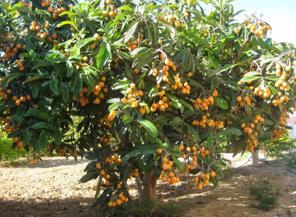 loquat plant
