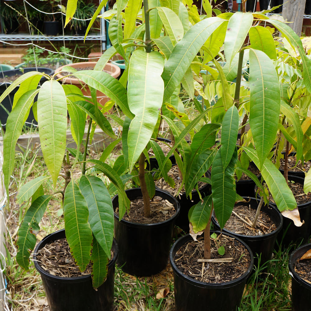 mango tree