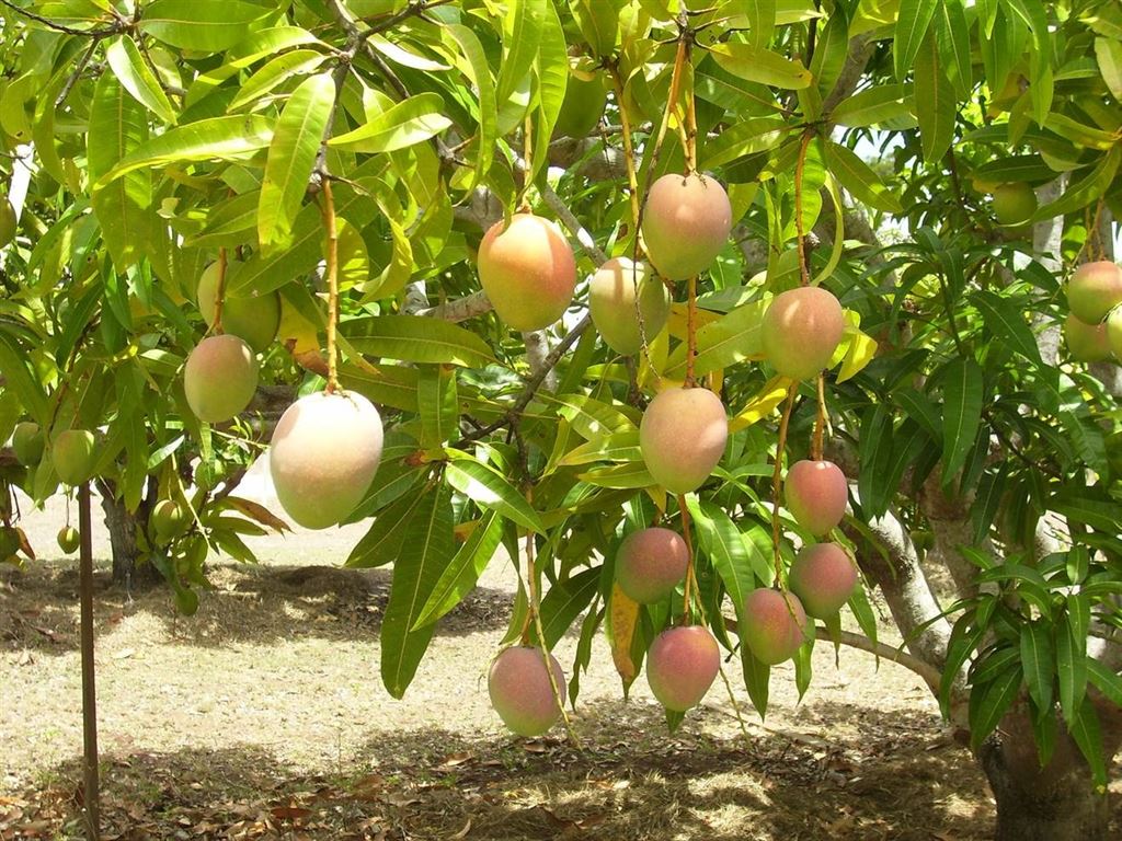 mango tree